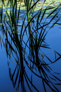 Natural Science, Growing reeds reflected in water Natural Science, Growing reeds reflected in water